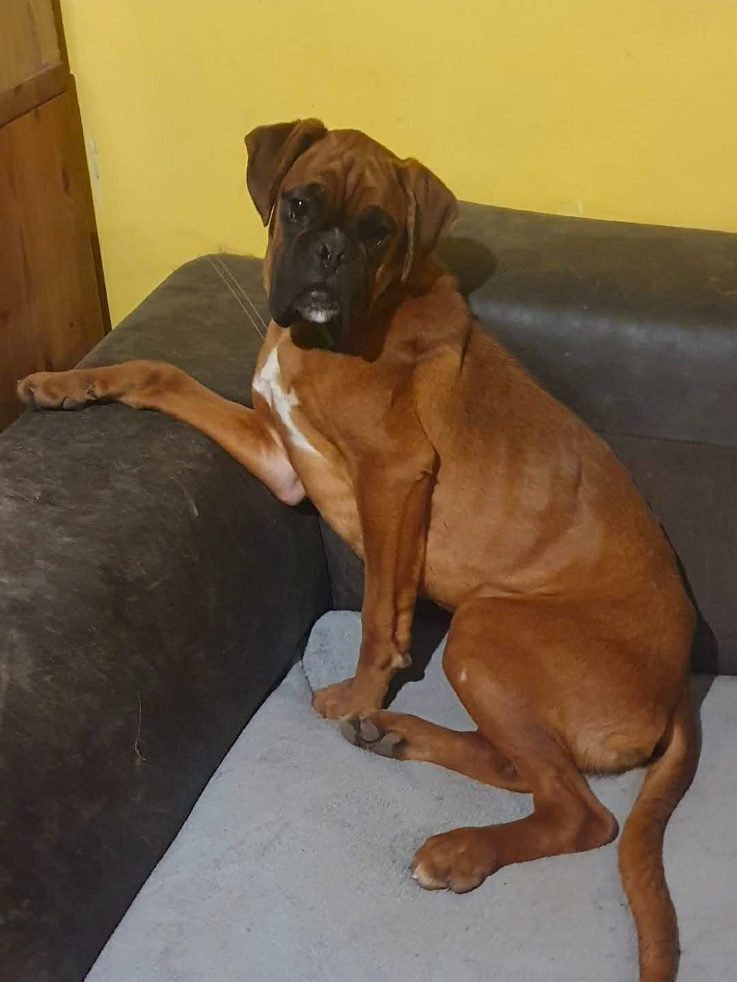 Vidji D'Okcledi