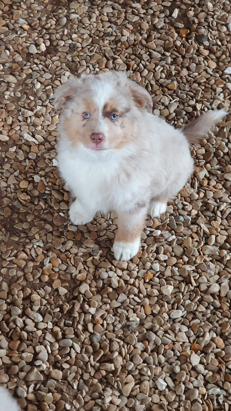 D'Okcledi - Berger Américain Miniature  - Portée née le 13/08/2025