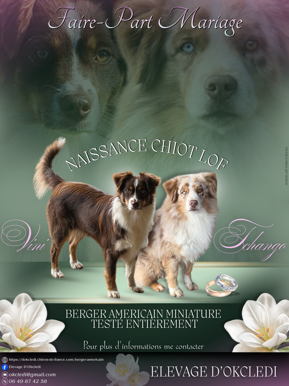 Chiot Berger Américain Miniature  D'Okcledi