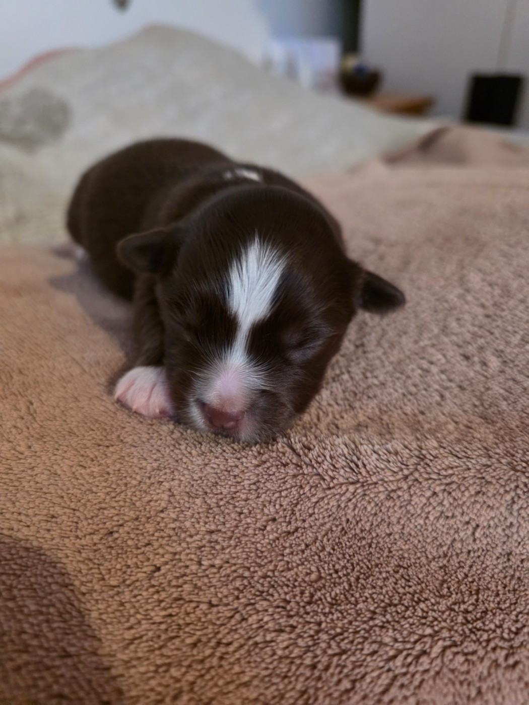 D'Okcledi - Chiots disponibles - Berger Américain Miniature 