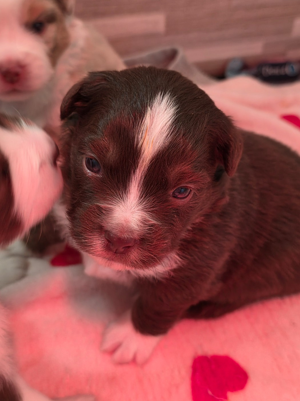 D'Okcledi - Chiots disponibles - Berger Américain Miniature 