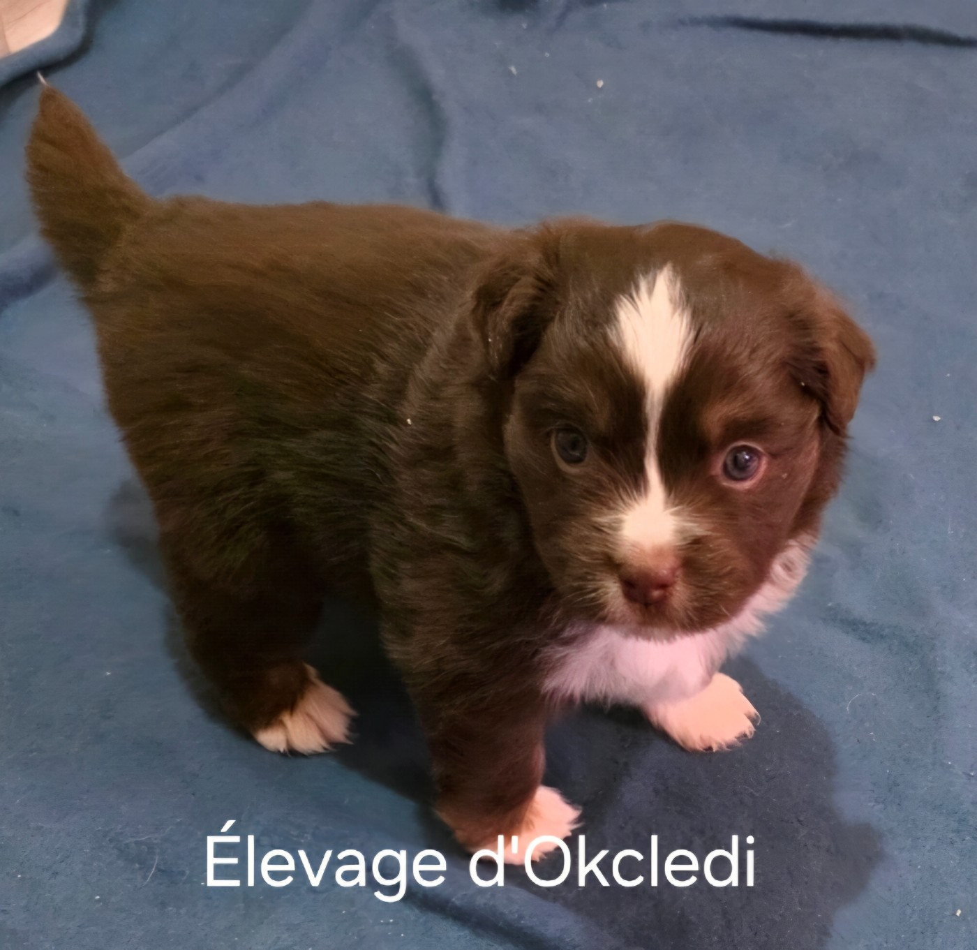 D'Okcledi - Chiots disponibles - Berger Américain Miniature 