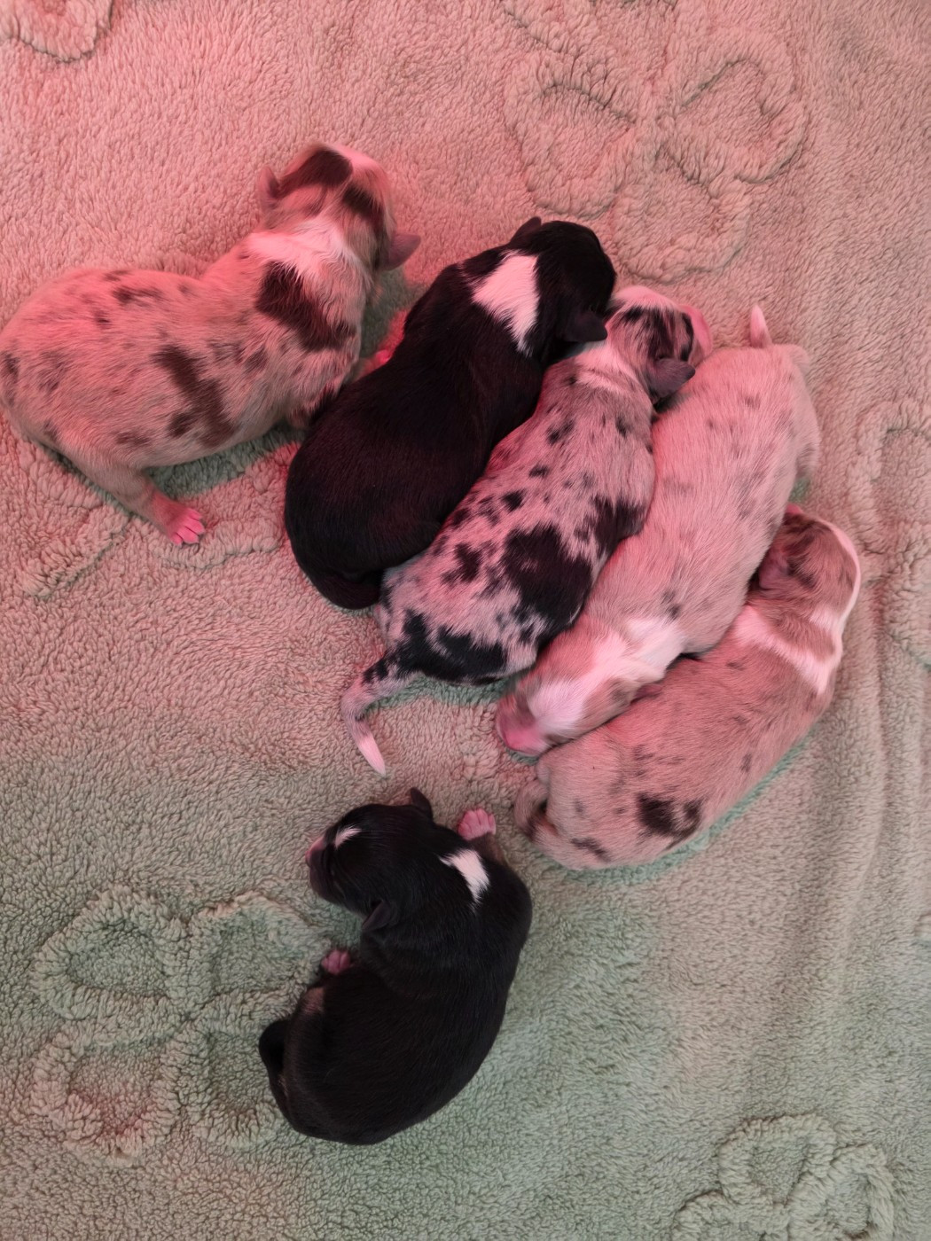 Chiot Berger Américain Miniature  D'Okcledi