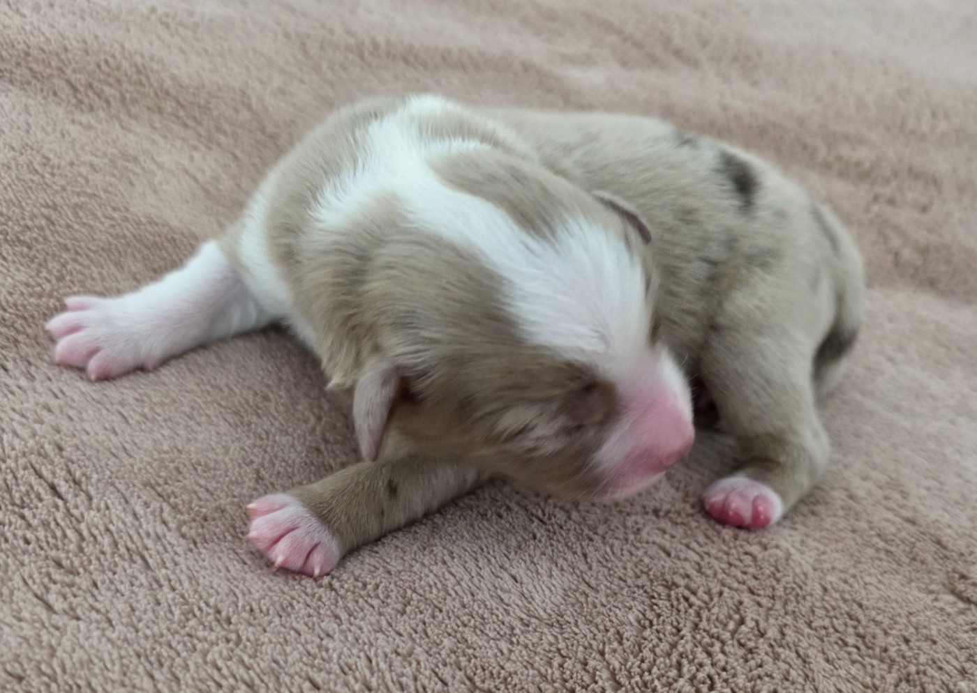 D'Okcledi - Chiots disponibles - Berger Américain Miniature 