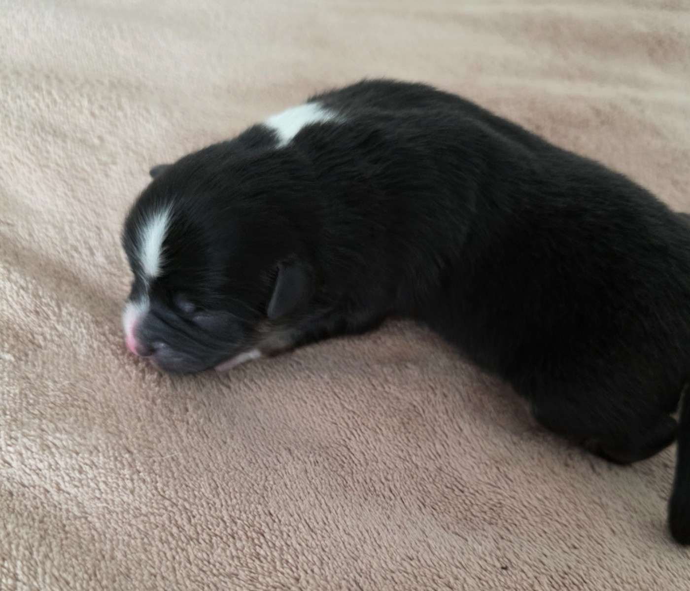 D'Okcledi - Chiots disponibles - Berger Américain Miniature 