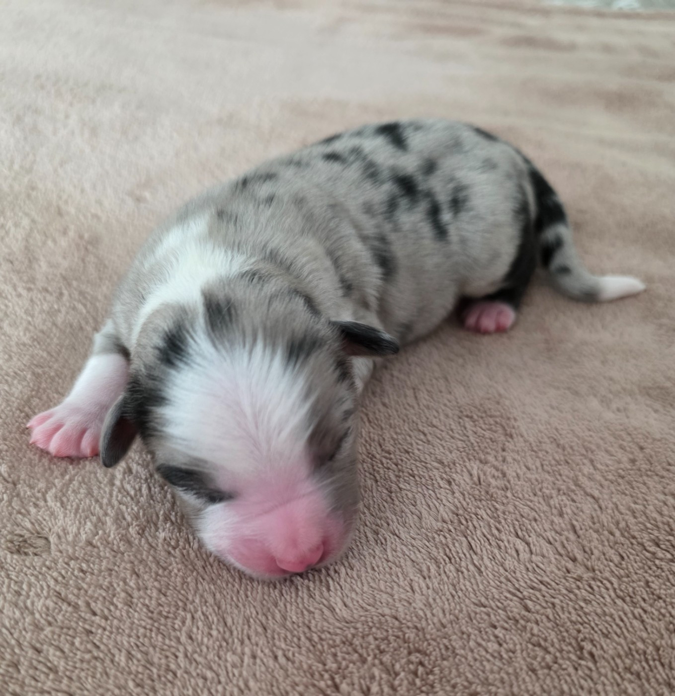 D'Okcledi - Chiots disponibles - Berger Américain Miniature 