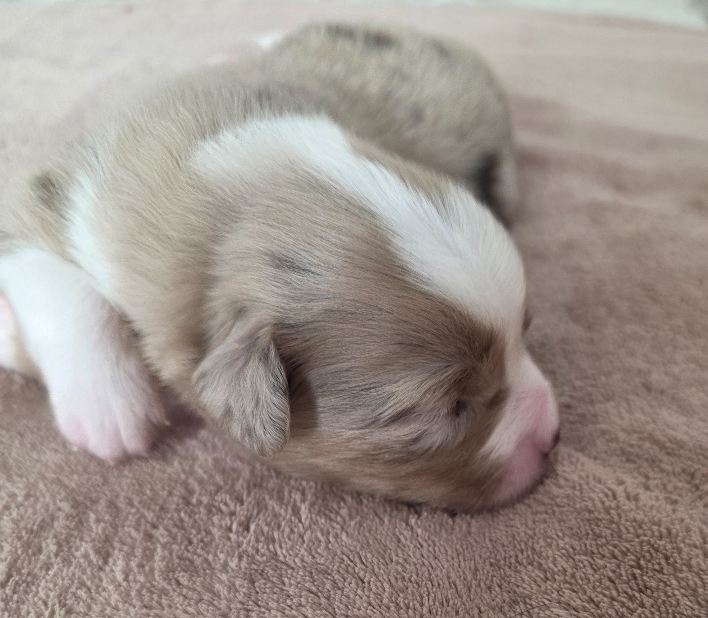 D'Okcledi - Chiots disponibles - Berger Américain Miniature 
