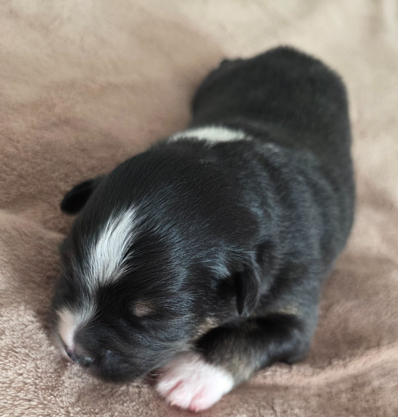 D'Okcledi - Chiots disponibles - Berger Américain Miniature 