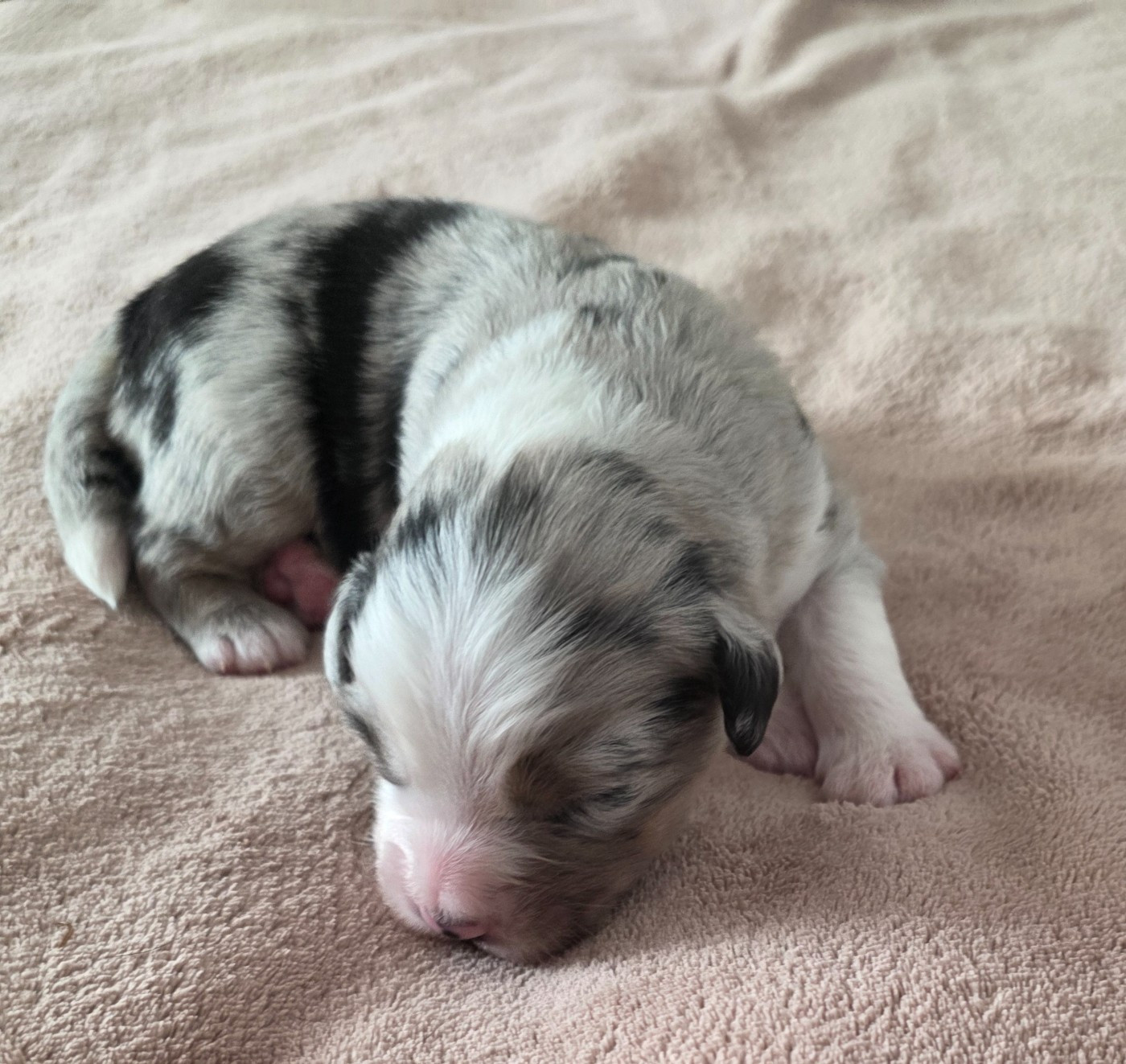 D'Okcledi - Chiots disponibles - Berger Américain Miniature 