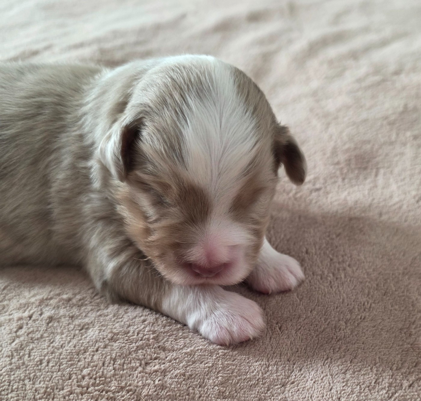 D'Okcledi - Chiots disponibles - Berger Américain Miniature 