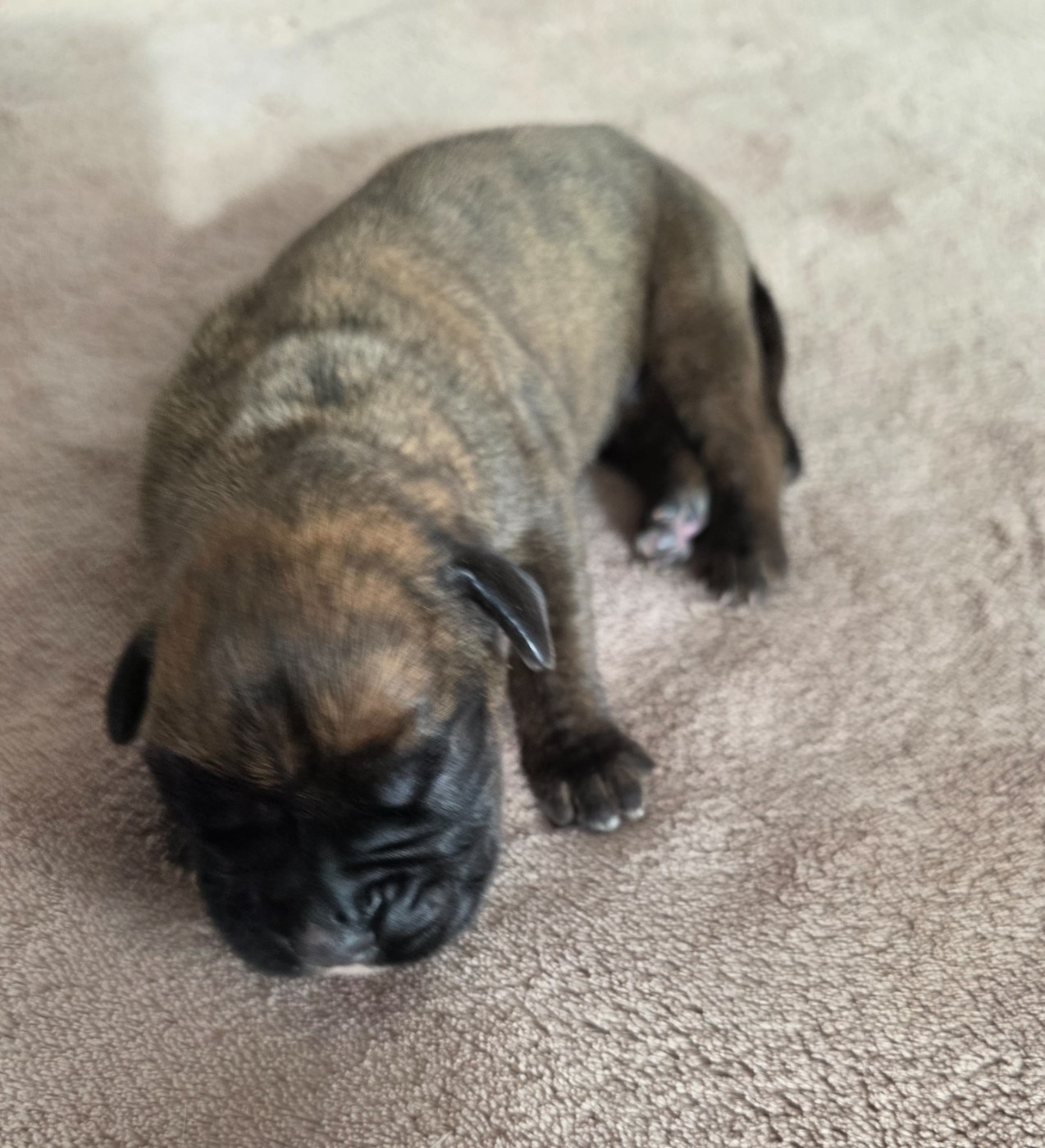D'Okcledi - Chiots disponibles - Boxer