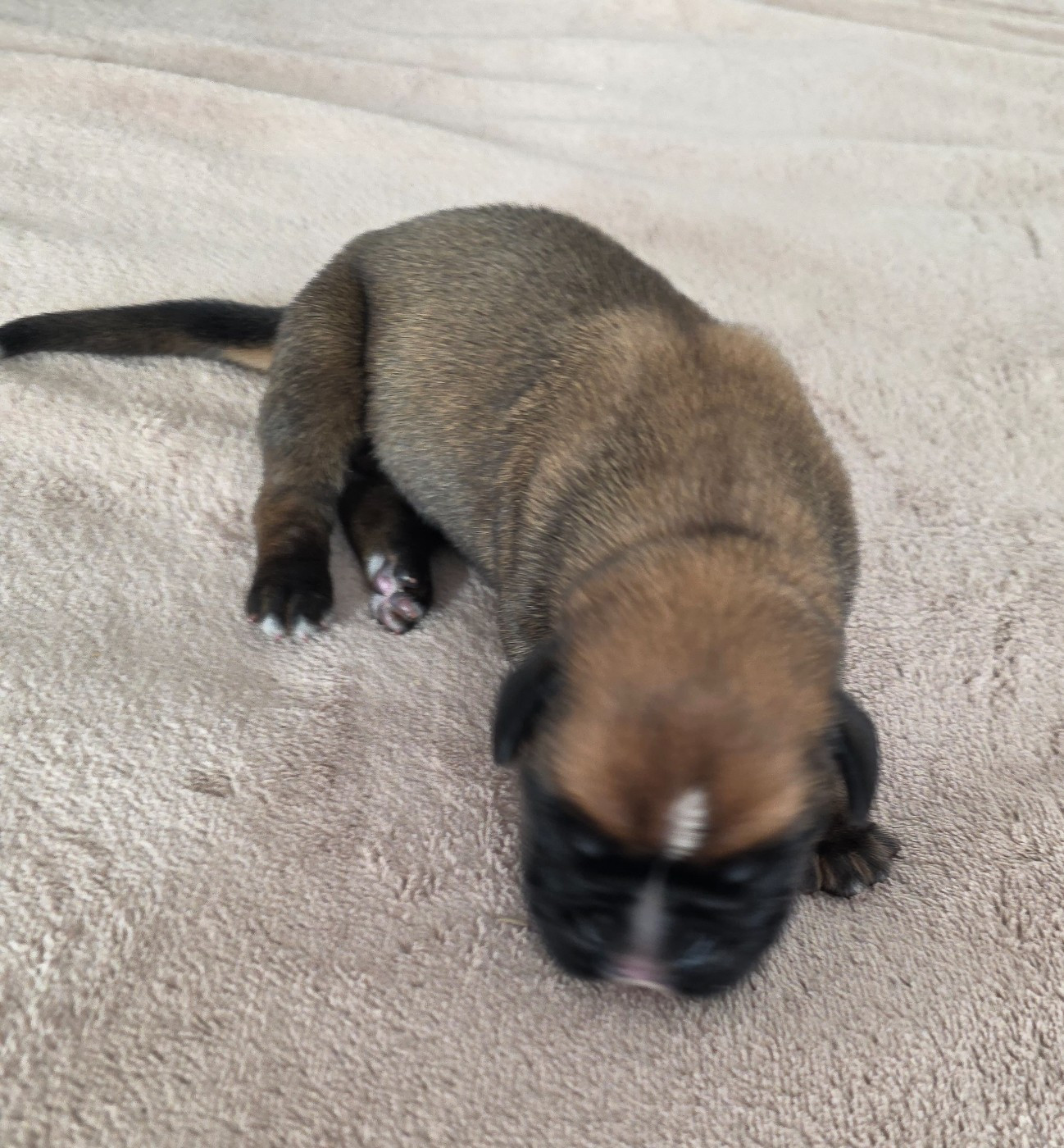 D'Okcledi - Chiots disponibles - Boxer