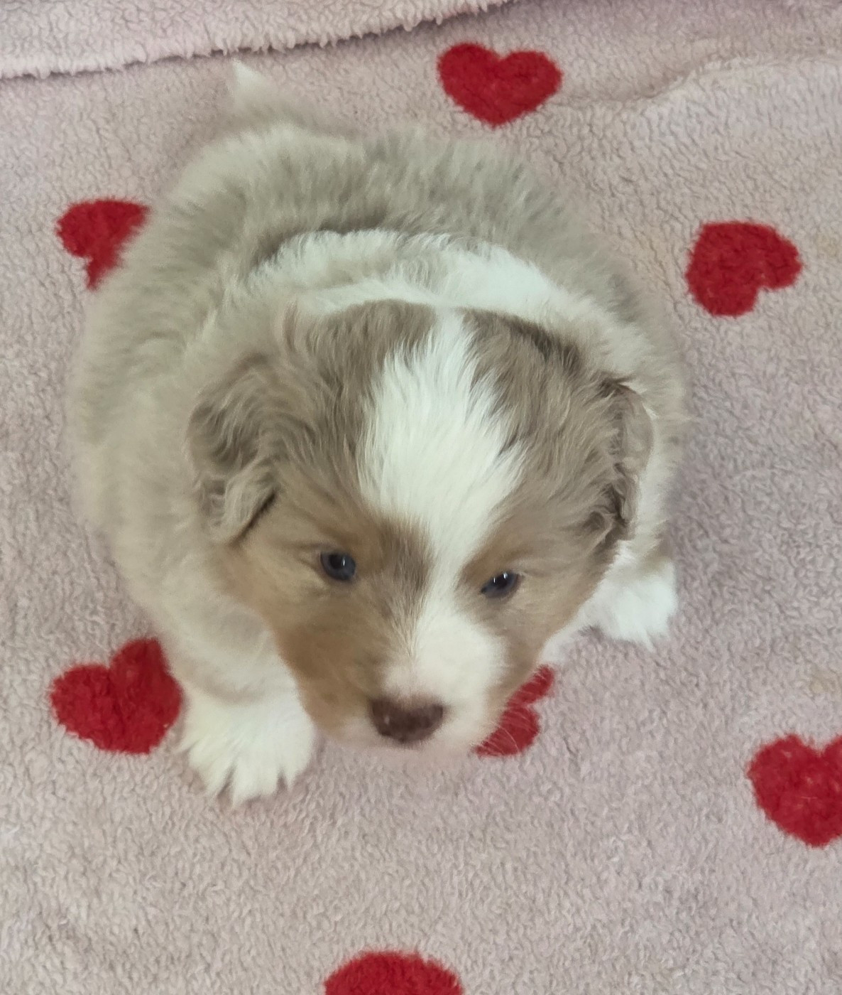 D'Okcledi - Chiots disponibles - Berger Américain Miniature 