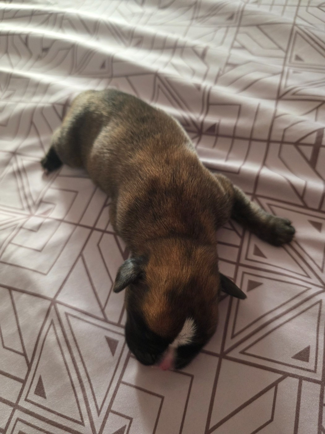 D'Okcledi - Chiots disponibles - Boxer