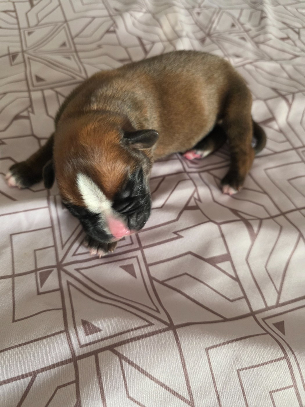 D'Okcledi - Chiots disponibles - Boxer