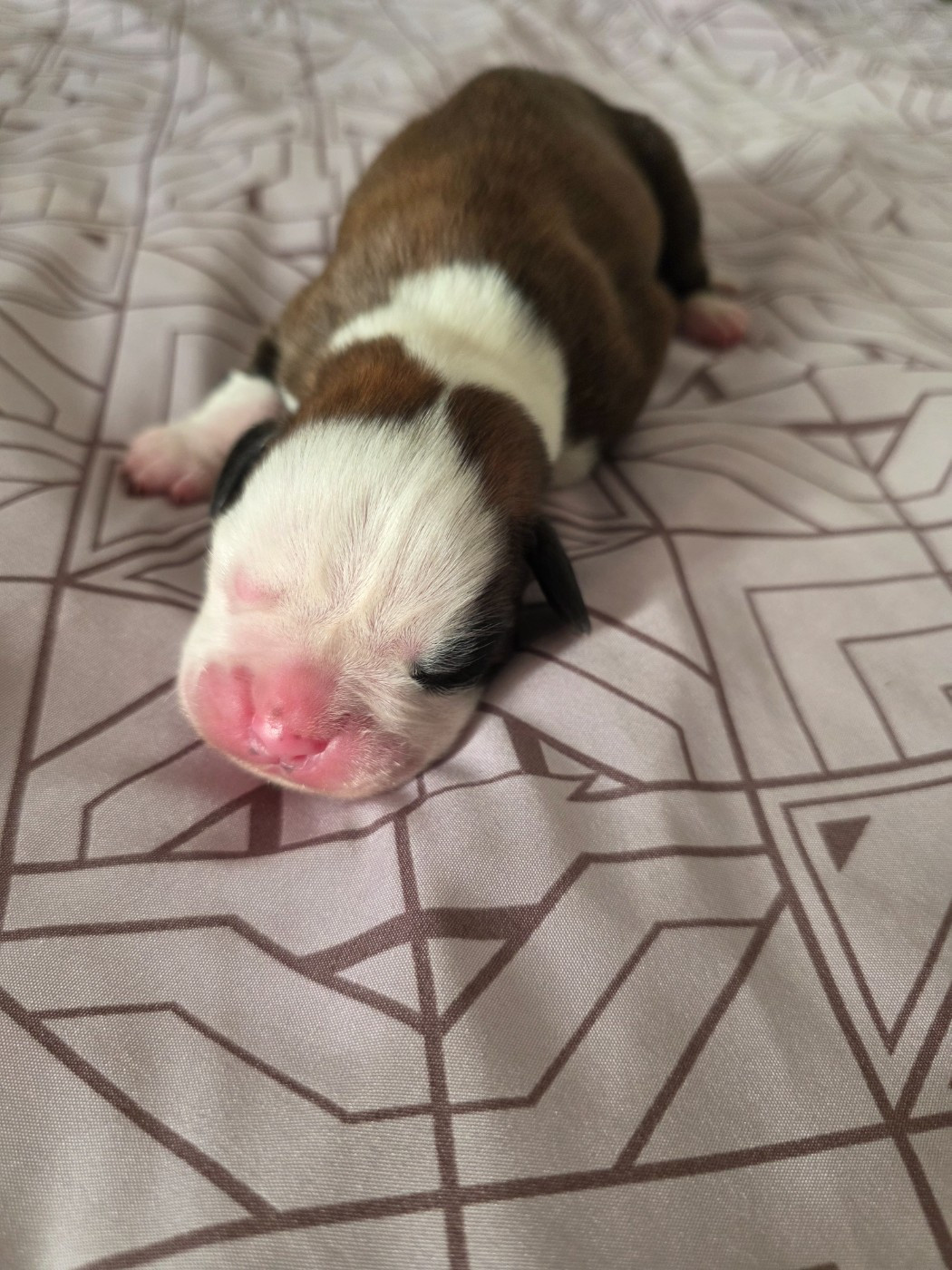 D'Okcledi - Chiots disponibles - Boxer