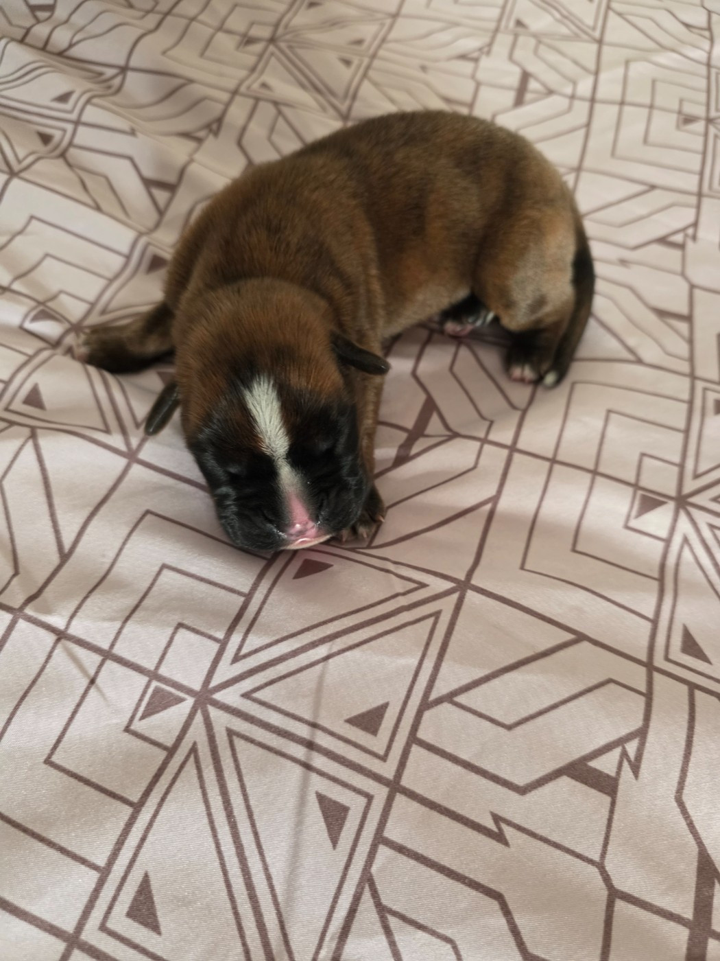 D'Okcledi - Chiots disponibles - Boxer