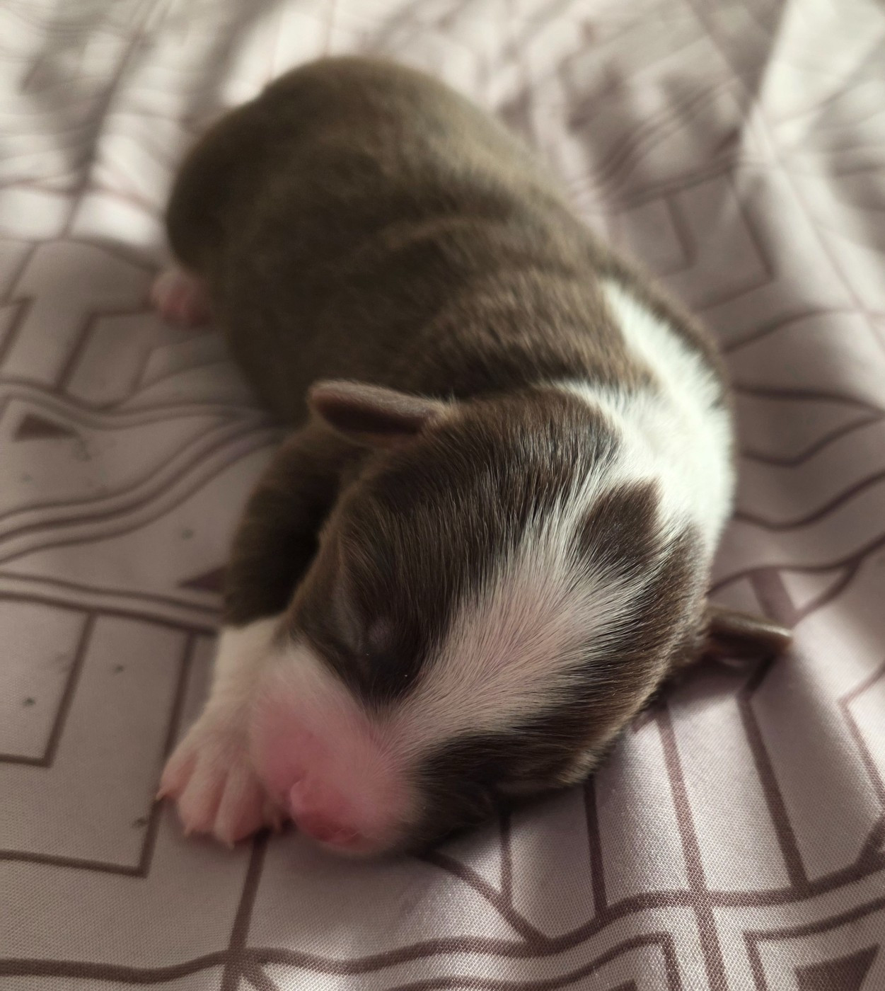 D'Okcledi - Chiots disponibles - Berger Américain Miniature 