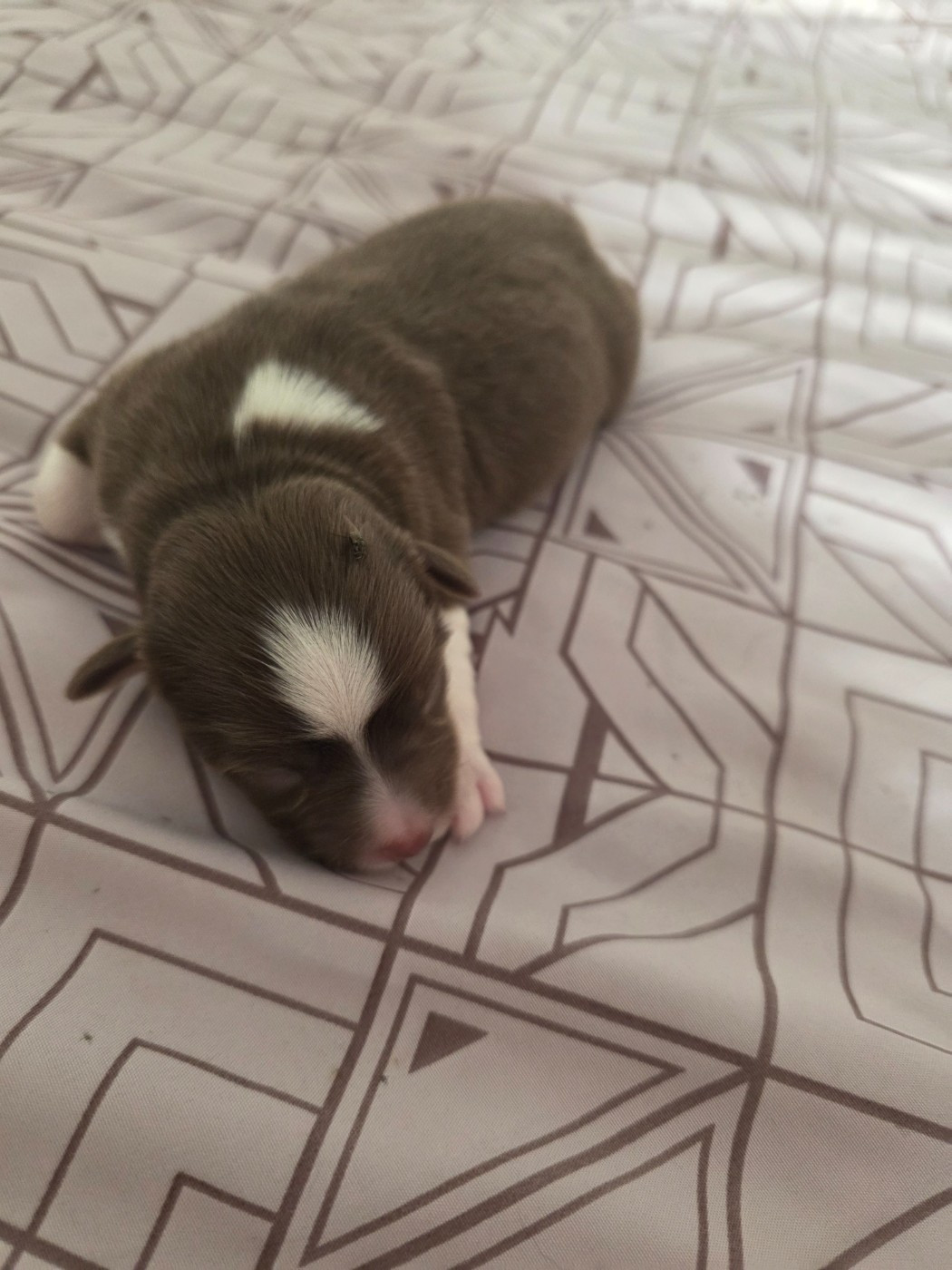 D'Okcledi - Chiots disponibles - Berger Américain Miniature 
