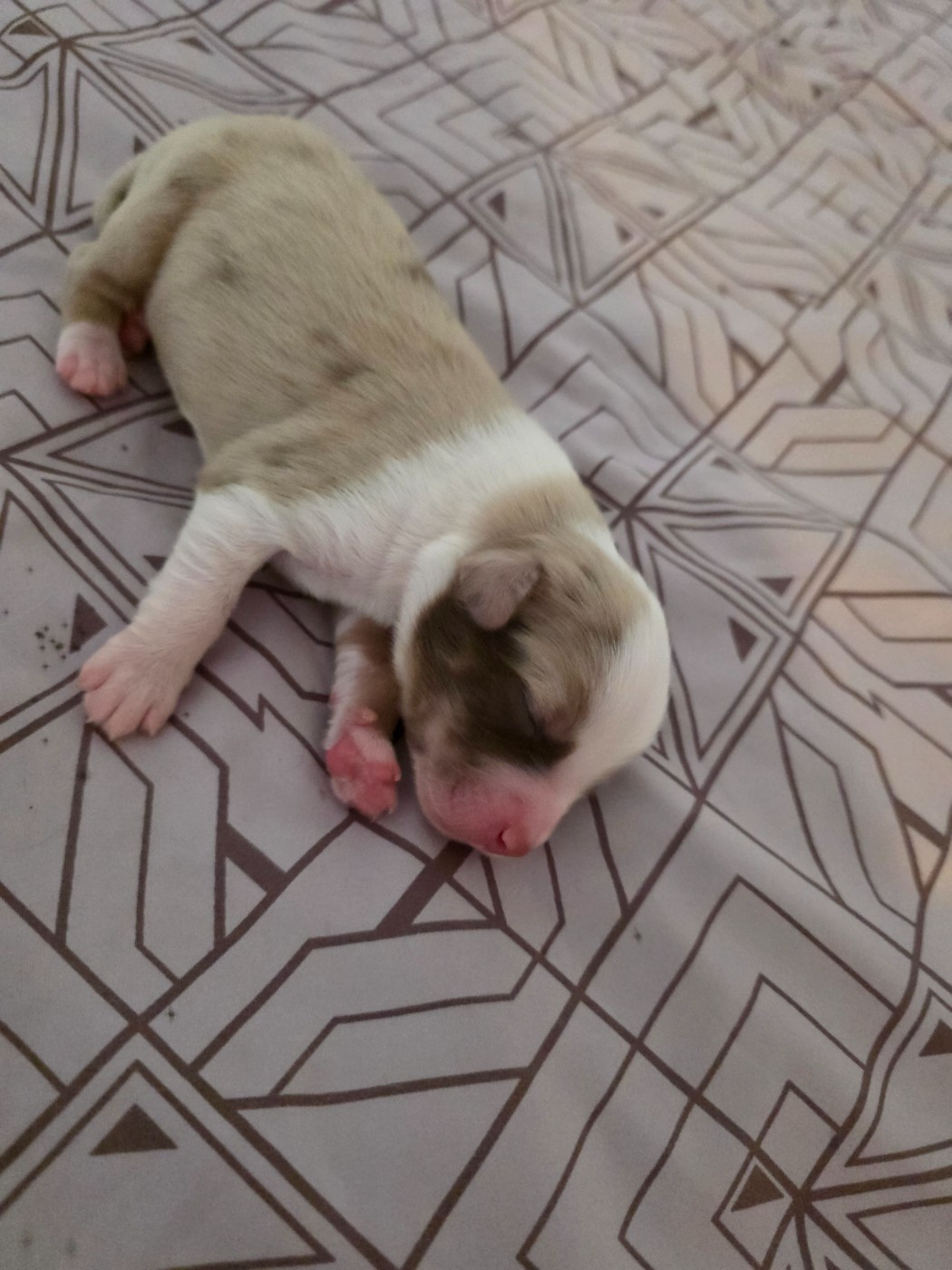 D'Okcledi - Chiots disponibles - Berger Américain Miniature 