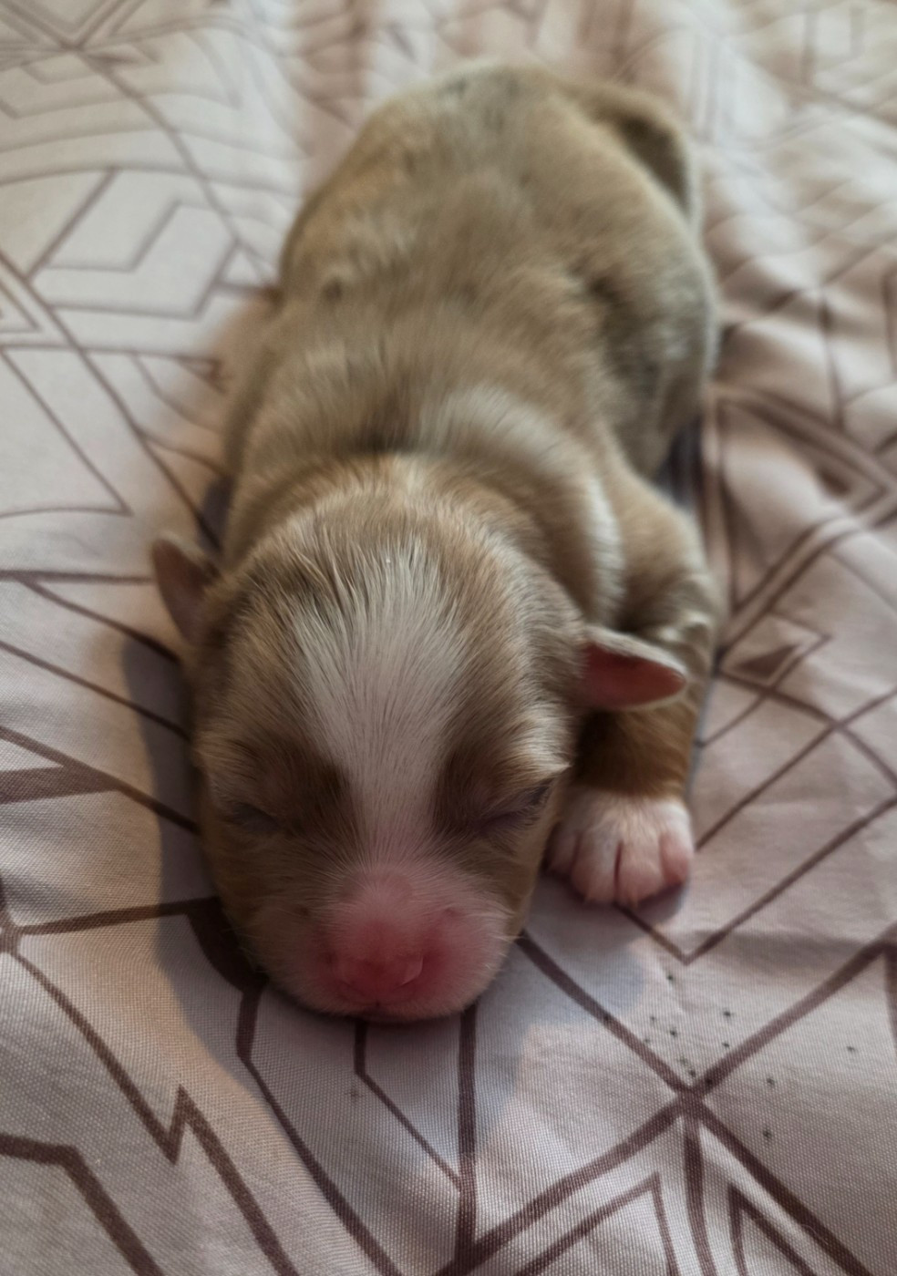 D'Okcledi - Chiots disponibles - Berger Américain Miniature 