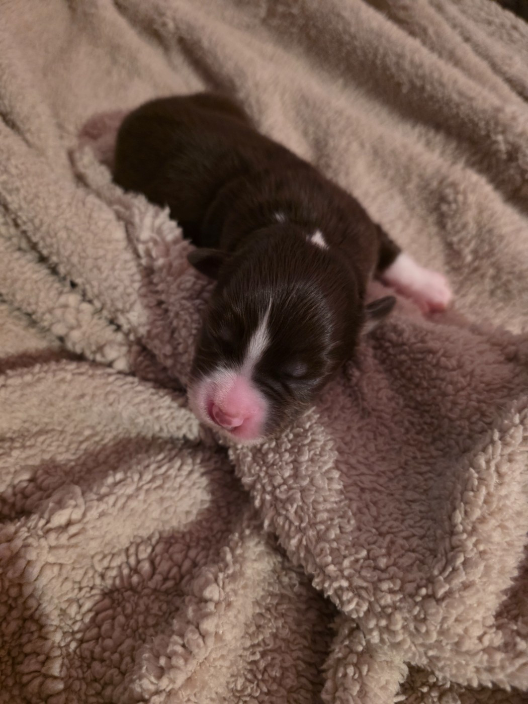 D'Okcledi - Chiots disponibles - Berger Américain Miniature 
