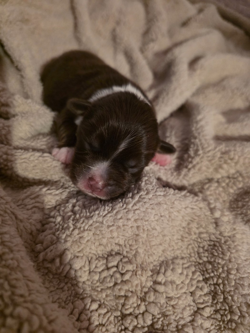 D'Okcledi - Chiots disponibles - Berger Américain Miniature 
