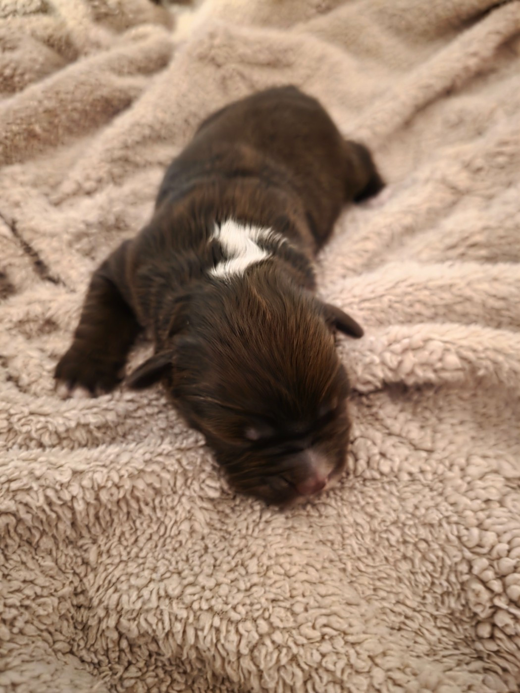 D'Okcledi - Chiots disponibles - Berger Américain Miniature 