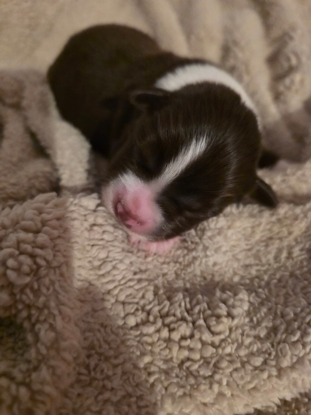 D'Okcledi - Chiots disponibles - Berger Américain Miniature 