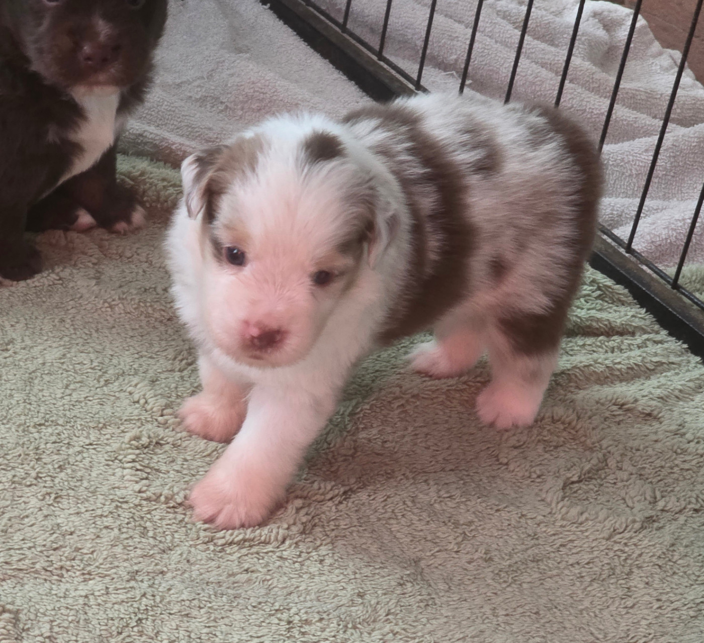 D'Okcledi - Chiots disponibles - Berger Américain Miniature 