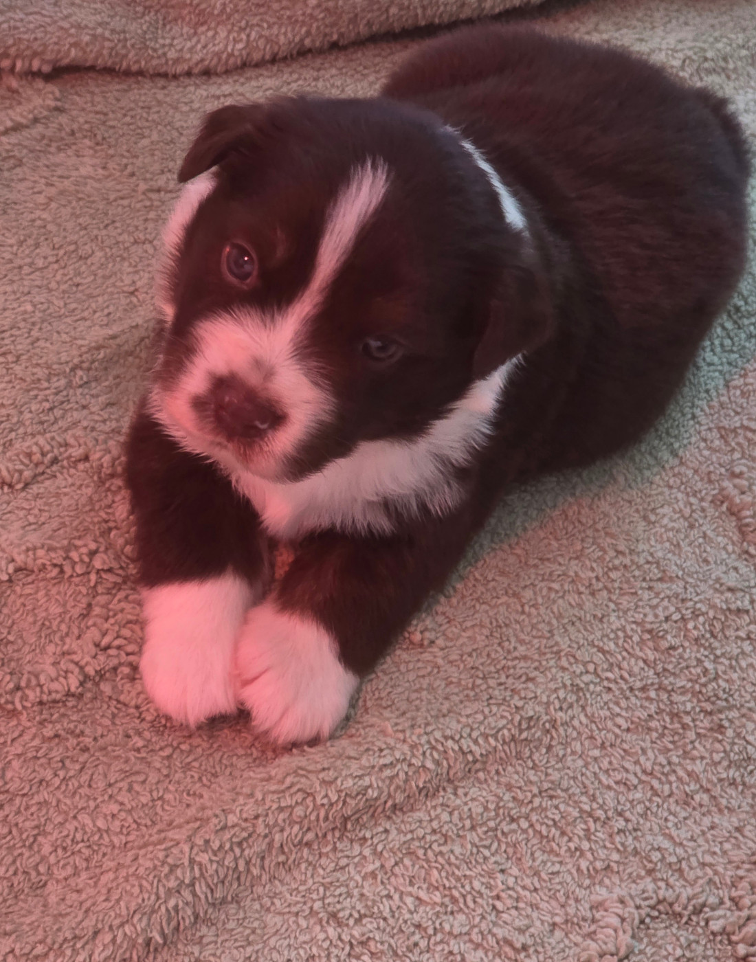 D'Okcledi - Chiots disponibles - Berger Américain Miniature 