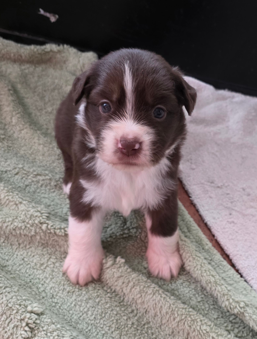 D'Okcledi - Chiots disponibles - Berger Américain Miniature 
