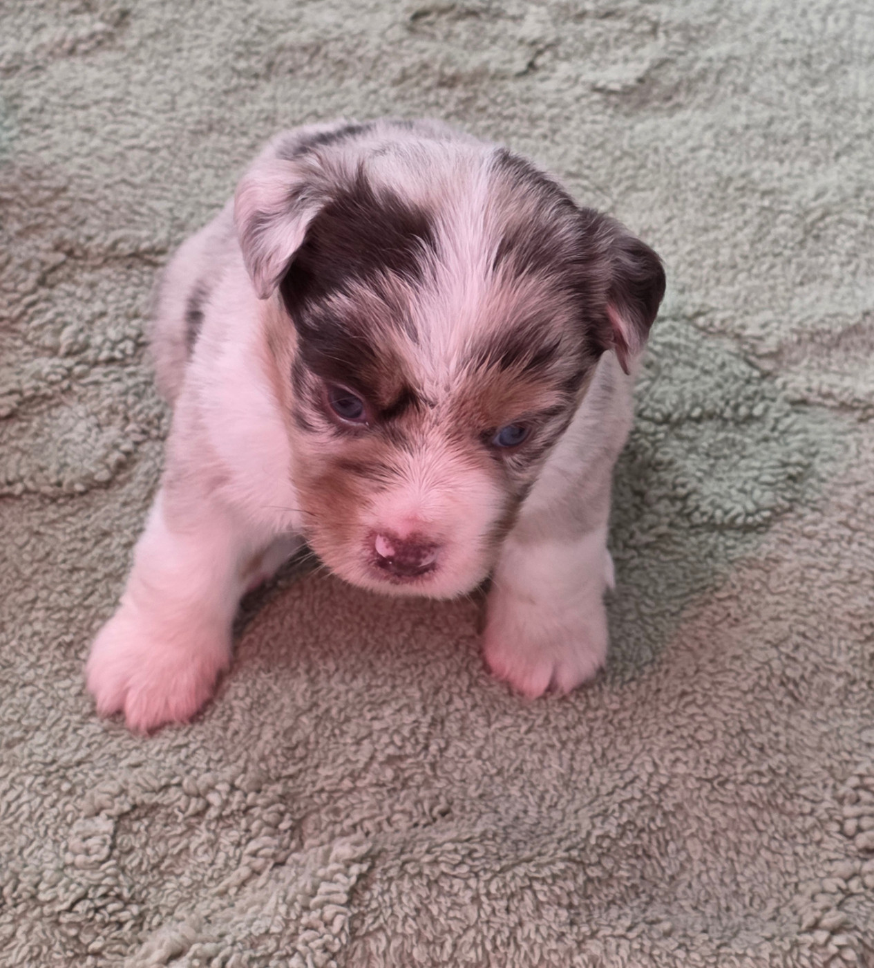 D'Okcledi - Chiots disponibles - Berger Américain Miniature 