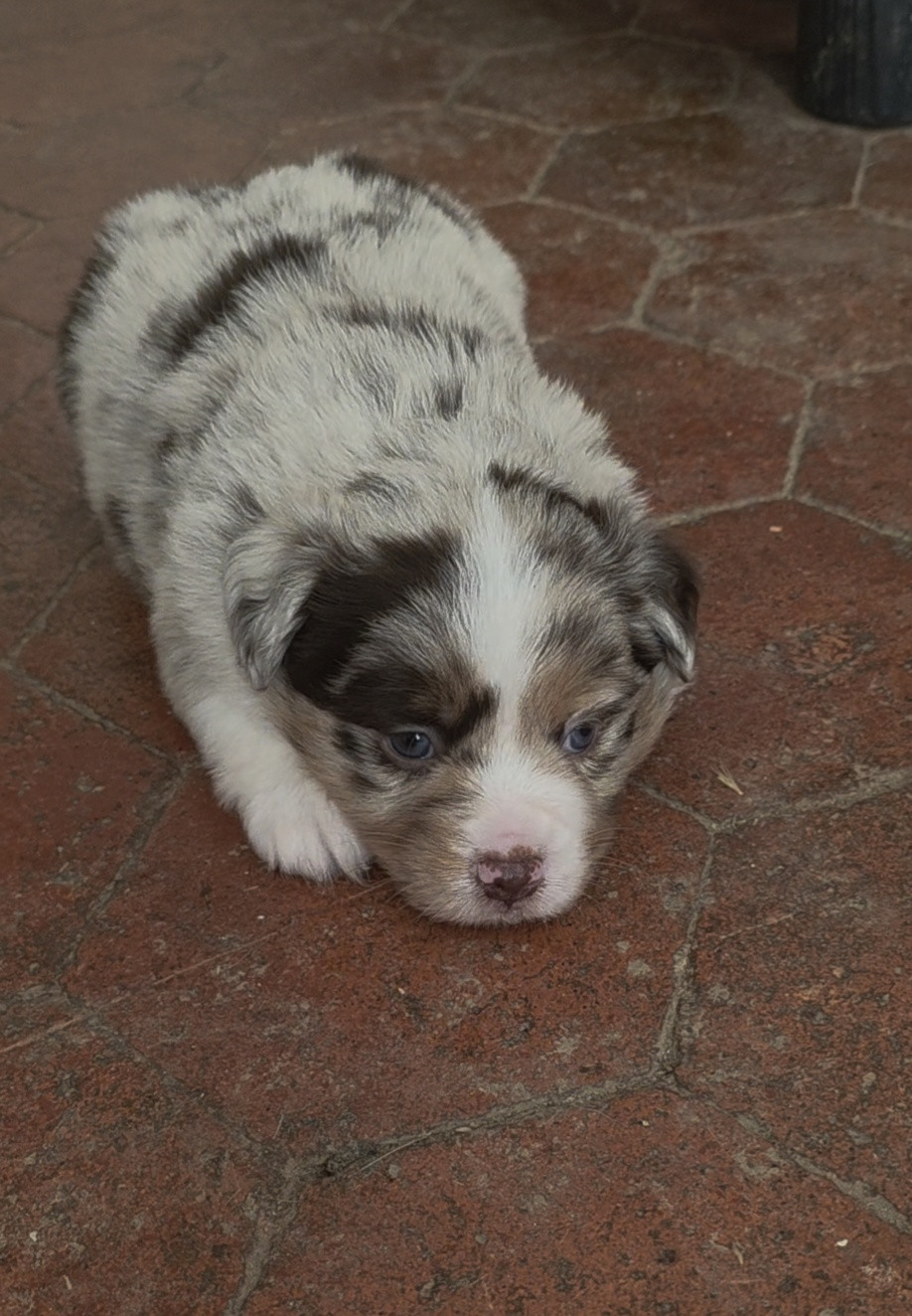 D'Okcledi - Chiots disponibles - Berger Américain Miniature 