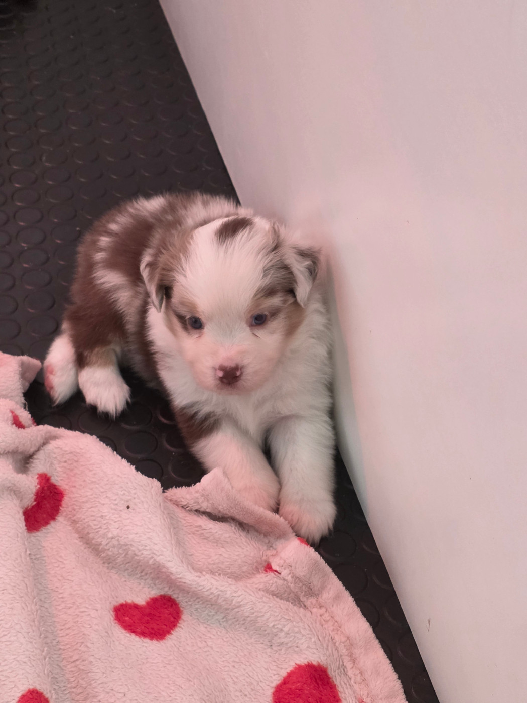 D'Okcledi - Chiots disponibles - Berger Américain Miniature 