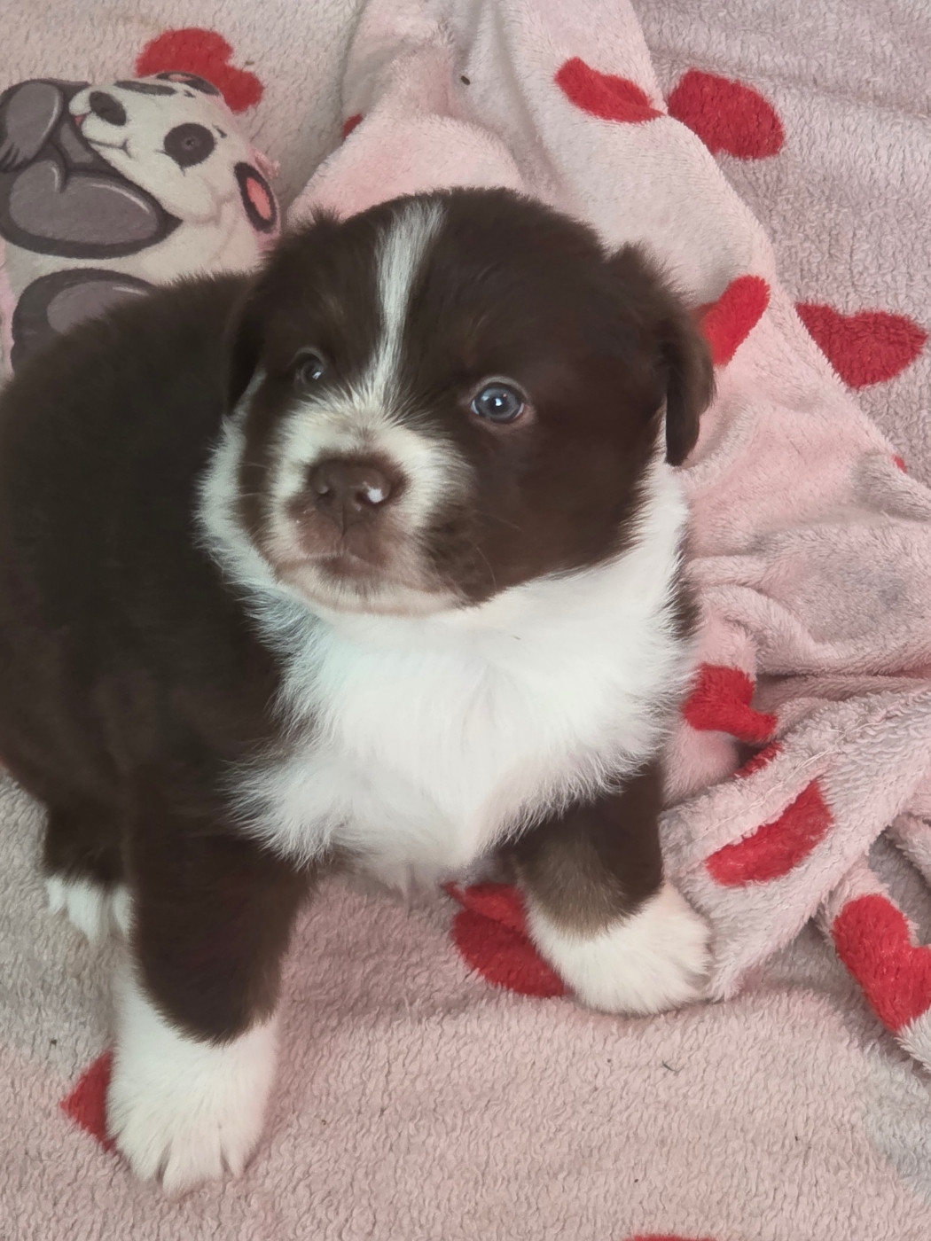 D'Okcledi - Chiots disponibles - Berger Américain Miniature 