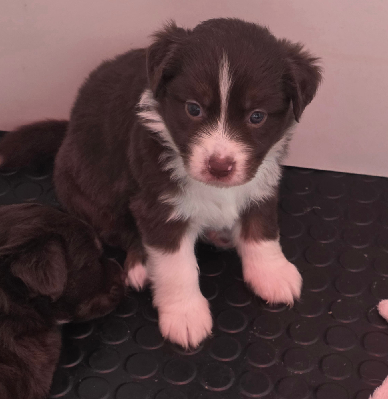 D'Okcledi - Chiots disponibles - Berger Américain Miniature 