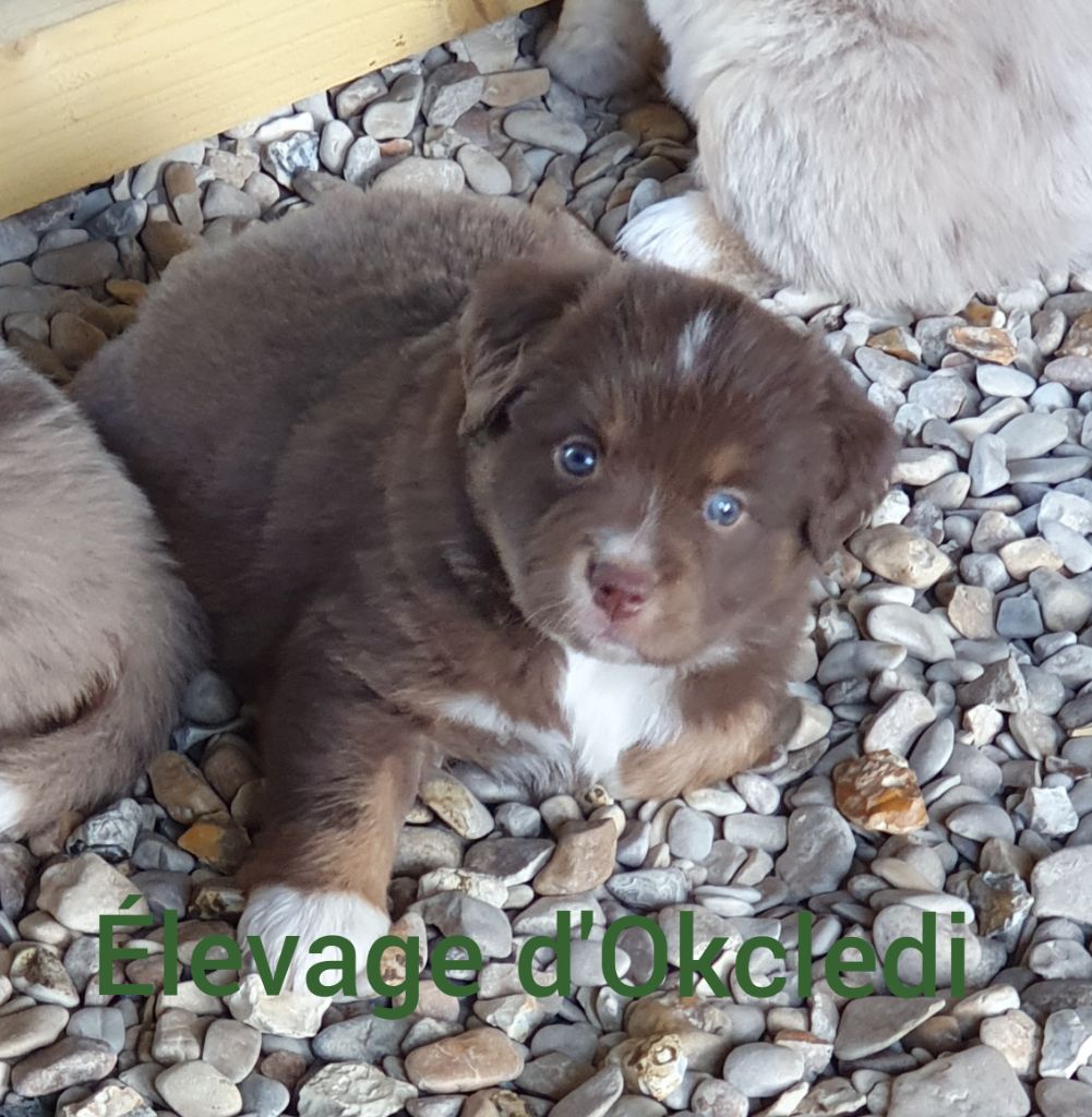 D'Okcledi - Chiots disponibles - Berger Américain Miniature 