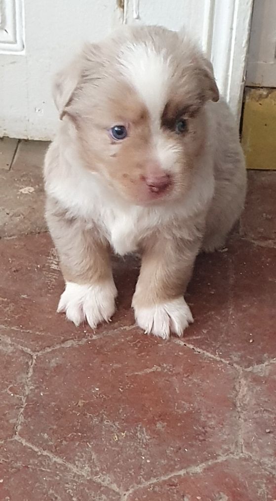 D'Okcledi - Chiots disponibles - Berger Américain Miniature 