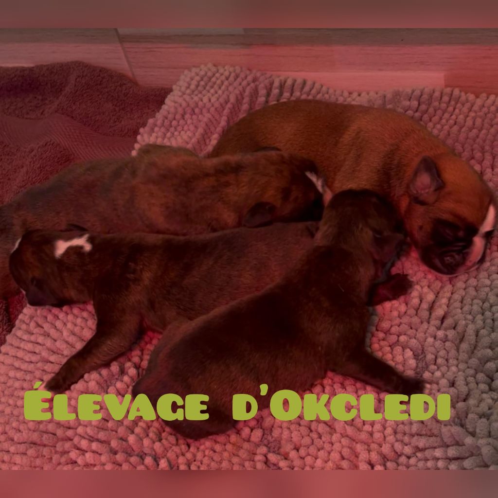 D'Okcledi - Chiots disponibles - Boxer