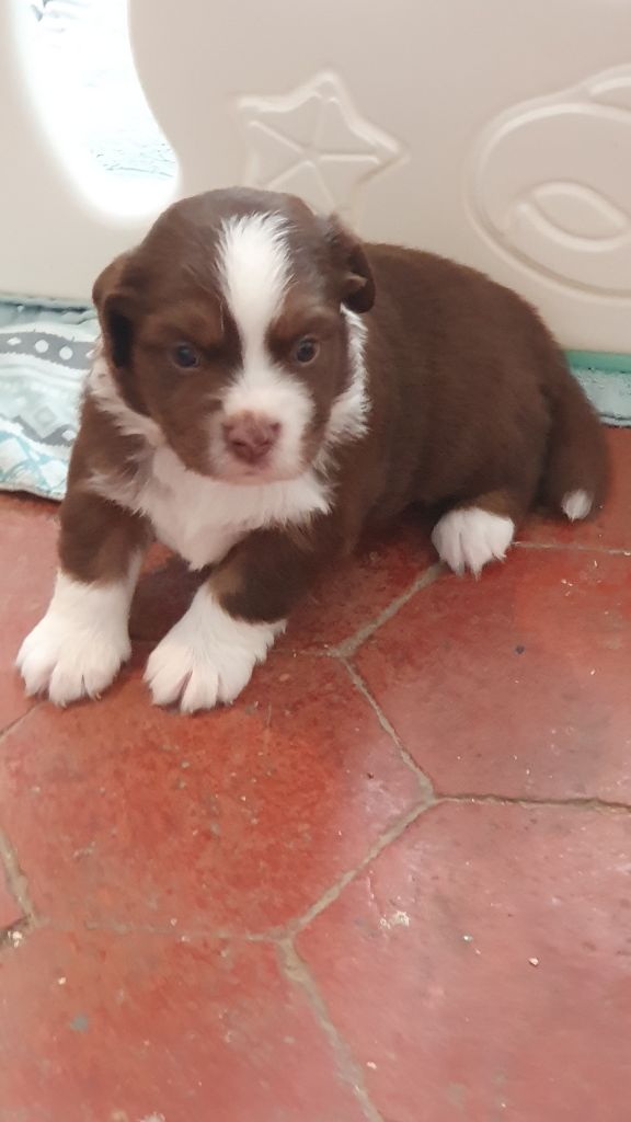 D'Okcledi - Chiots disponibles - Berger Américain Miniature 