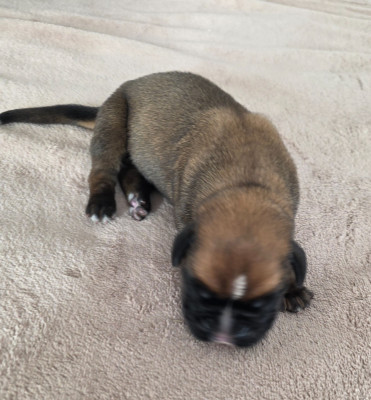 CHIOT 4