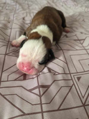 Chiot N°3