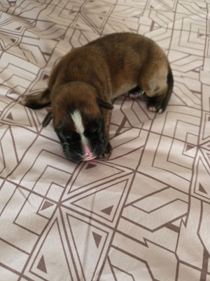 Chiot N°4