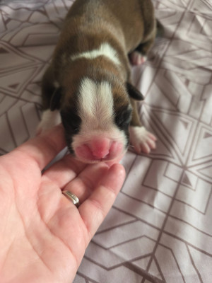 Chiot N°6