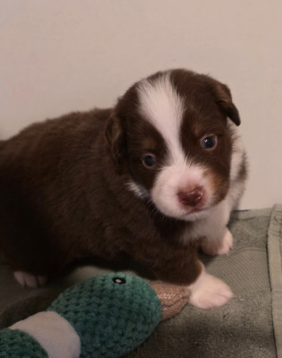 CHIOT 1