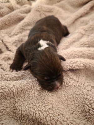 CHIOT 4