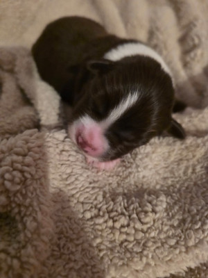 CHIOT 6