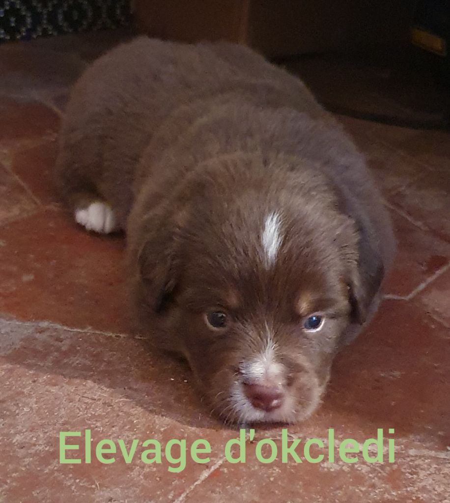 D'Okcledi - Chiots disponibles - Berger Américain Miniature 