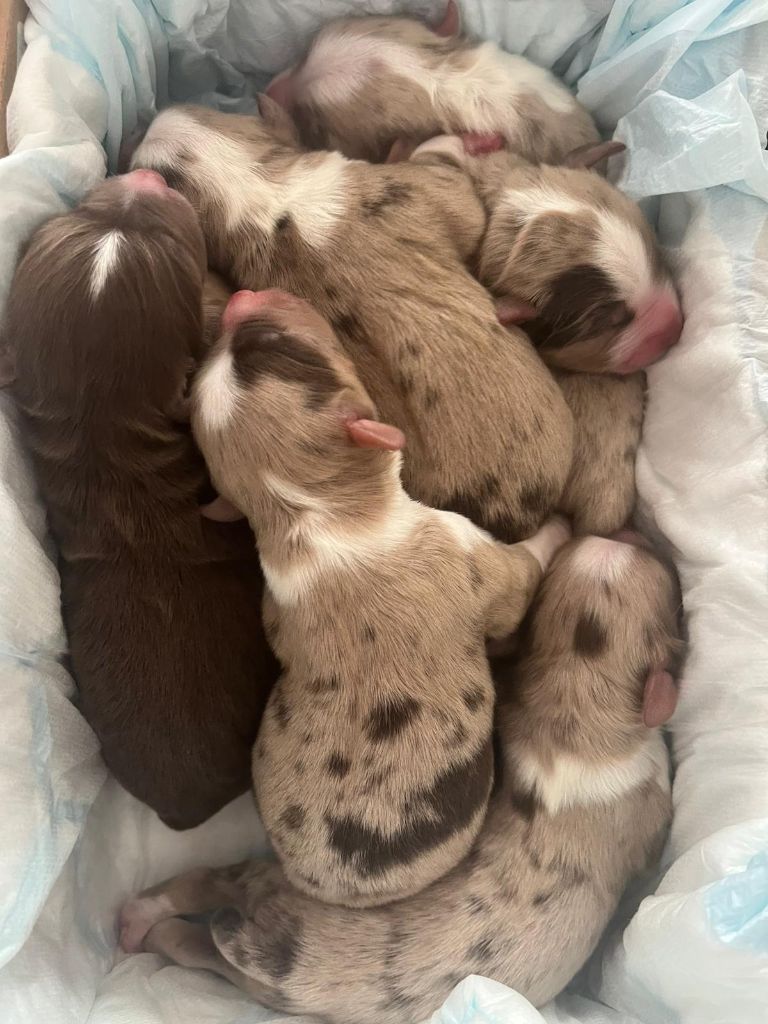 D'Okcledi - Chiots disponibles - Berger Américain Miniature 